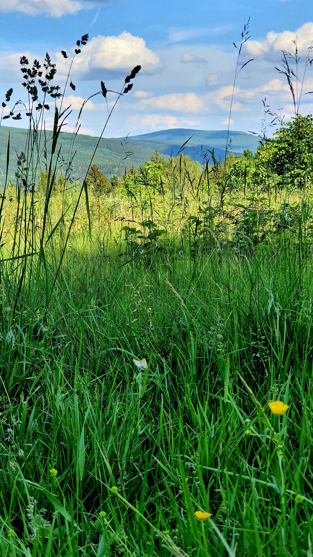 Natur auf dem Berg Czerniawska Kopa. © Natalie Junghof-Preis